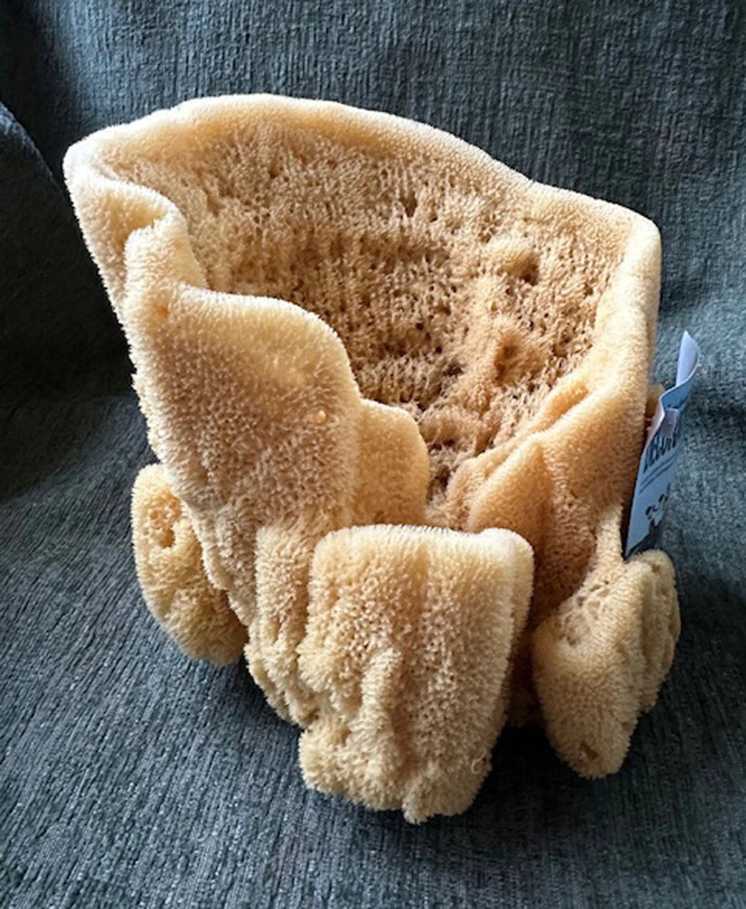 Large Natural Sea Sponge Bowl and body sponge