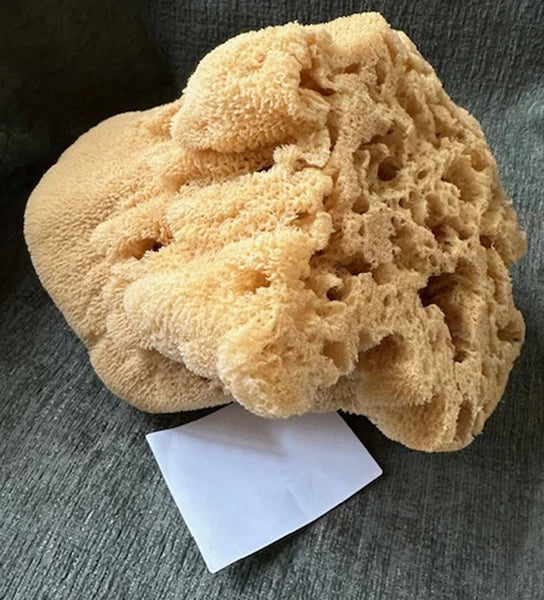 Large Natural Sea Sponge Bowl and body sponge