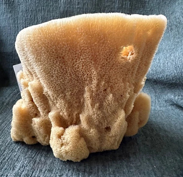 Large Natural Sea Sponge Bowl and body sponge